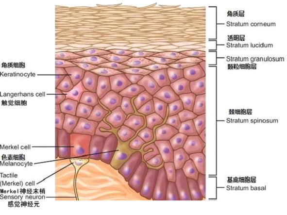 孚美达乳膏是如何淡化皮肤色素的？